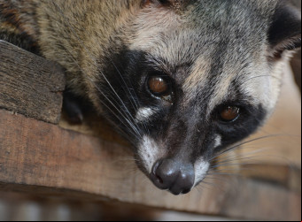 O Kopi Luwak, considerado um dos cafés mais caros (e raros) do mundo, é feito com a ajuda do sistema digestivo da civeta.